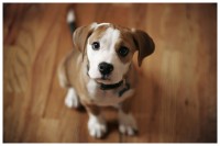 /album/fotogaleria/gog-jpg/